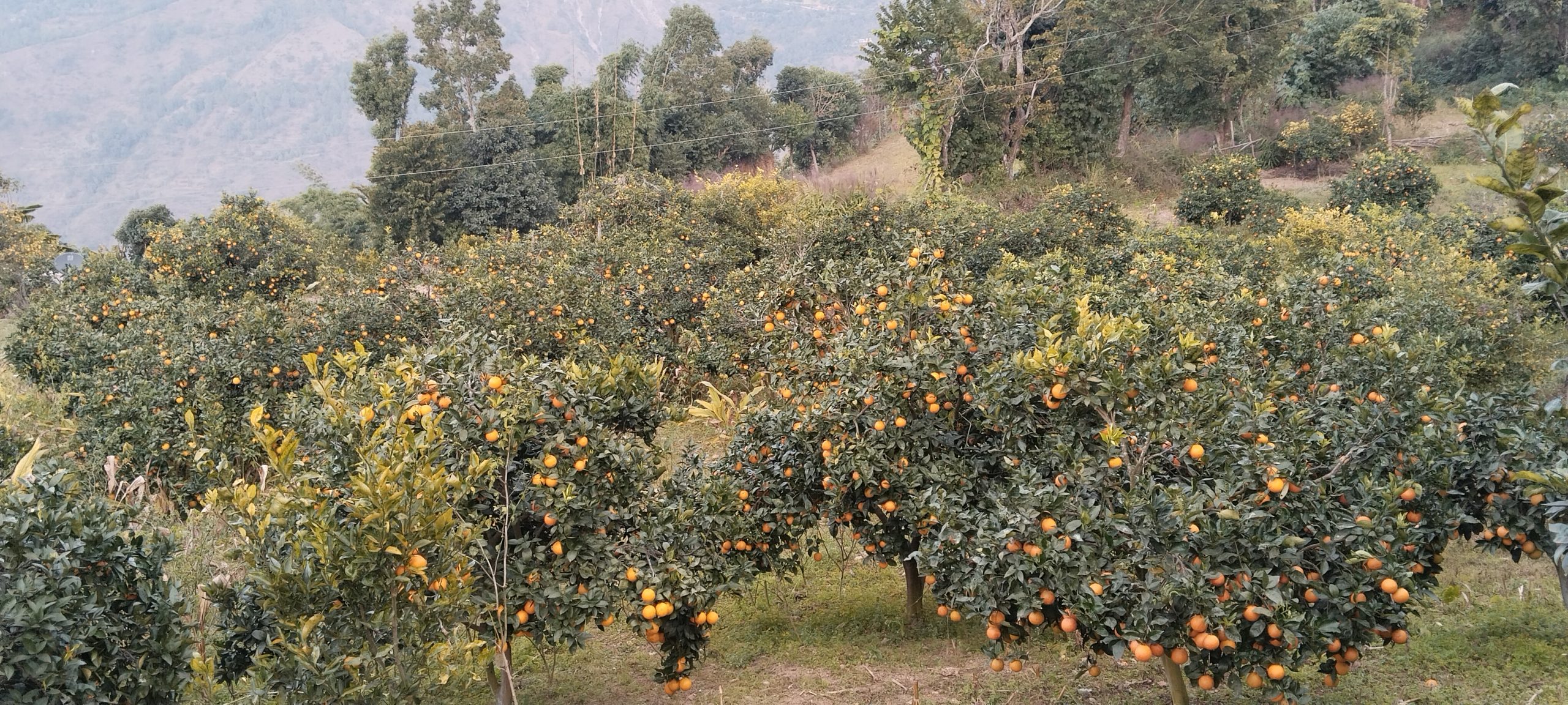 सुन्तला खेतीले उज्यालिँदै भोजपुरका किसानको आर्थिक अवस्था
